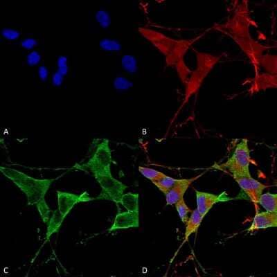Immunocytochemistry/ Immunofluorescence: LAR/PTPRF Antibody (S165-38) [NBP2-42172]