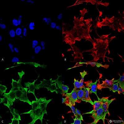 Immunocytochemistry/ Immunofluorescence: LAR/PTPRF Antibody (S165-38) [NBP2-42172]