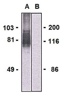 Western Blot: LARGE Antibody (LARGE-02) [NBP2-62211]