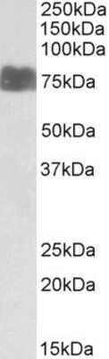 Western Blot: LARGE Antibody [NBP1-49865]