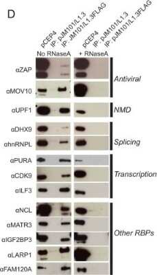 Western Blot: LARP1 Antibody [NBP1-19128]