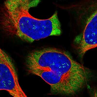 Immunocytochemistry/ Immunofluorescence: LARP4 Antibody [NBP1-80889]