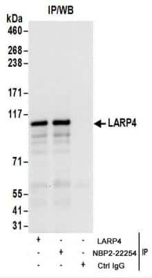 Immunoprecipitation: LARP4 Antibody [NBP2-22254]