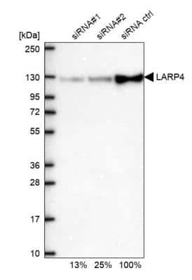 Western Blot: LARP4 Antibody [NBP1-80890]