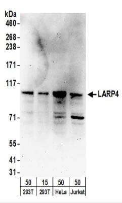 Western Blot: LARP4 Antibody [NBP2-22253]