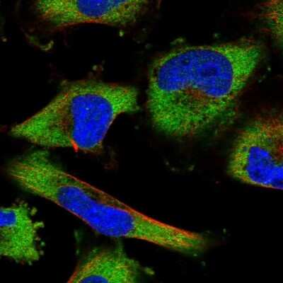 Immunocytochemistry/ Immunofluorescence: LARP5 Antibody [NBP1-87902]