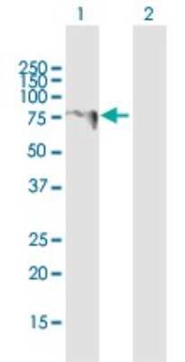 Western Blot: LARP6 Antibody [H00055323-B01P]