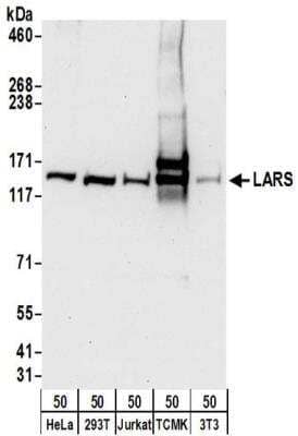 Western Blot: LARS Antibody [NBP2-32208]