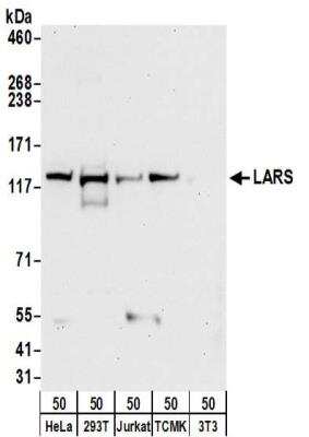 Western Blot: LARS Antibody [NBP2-32209]