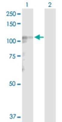 Western Blot: LARS2 Antibody [H00023395-D01P]