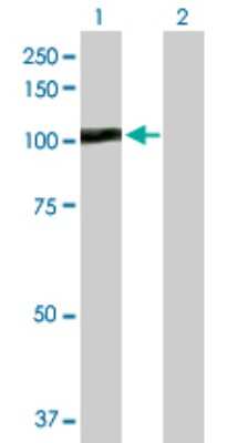Western Blot: LAS1L Antibody [H00081887-B01P]