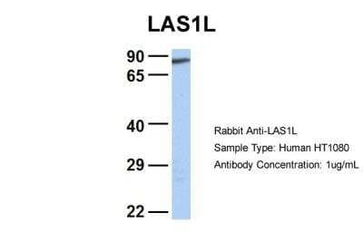 Western Blot: LAS1L Antibody [NBP2-85201]