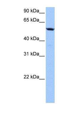 Western Blot: LAS2 Antibody [NBP1-79525]