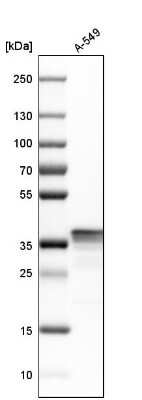 Western Blot: LASP1 Antibody [NBP1-82844]