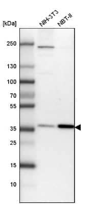 Western Blot: LASS2 Antibody [NBP1-84537]