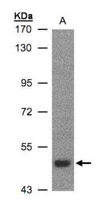 Western Blot: LBP Antibody [NBP1-32407]