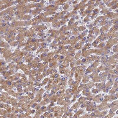 Immunohistochemistry-Paraffin: LBX2 Antibody [NBP2-14186]
