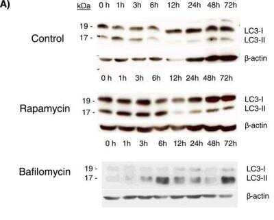 Western Blot: LC3 Antibody Pack [NB910-40435]