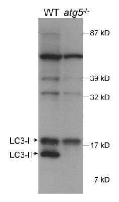 Western Blot: LC3 Antibody Pack [NB910-40752]