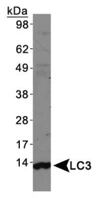 Western Blot: LC3A Antibody [NBP1-19167]