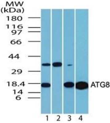 Western Blot: LC3A AntibodyAzide Free [NBP2-33254]