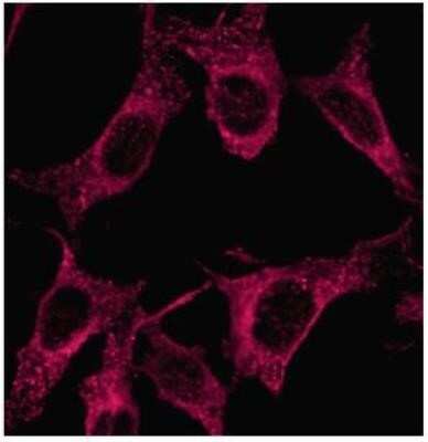 Immunocytochemistry/ Immunofluorescence: LC3A Antibody - BSA Free [NB100-2331]