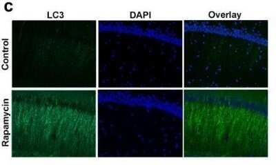Immunohistochemistry: LC3A Antibody - BSA Free [NB100-2331]