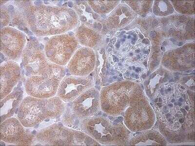 Immunohistochemistry: LC3A Antibody - BSA Free [NB100-2331]