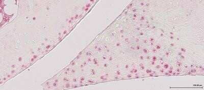 Immunohistochemistry: LC3A Antibody - BSA Free [NB100-2331]