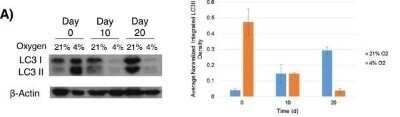 Western Blot: LC3A AntibodyBSA Free [NB100-2331]