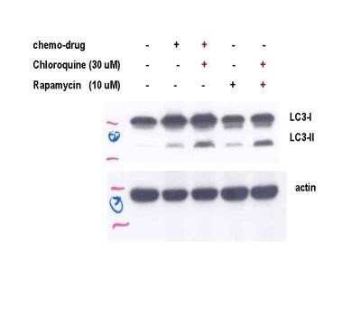 Western Blot: LC3A AntibodyBSA Free [NB100-2331]