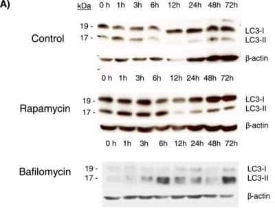 Western Blot: LC3A AntibodyBSA Free [NB100-2331]