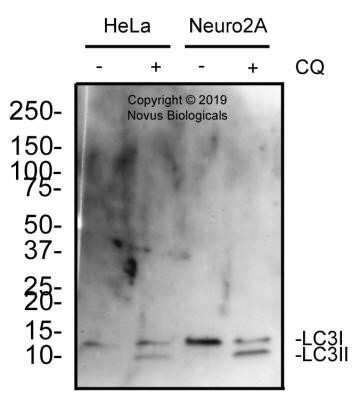 Western Blot: LC3A Antibody (2312D)Azide and BSA Free [NBP2-80828]