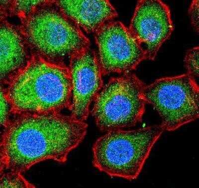 Immunocytochemistry/ Immunofluorescence: LC3A Antibody - BSA Free [NBP1-78964]