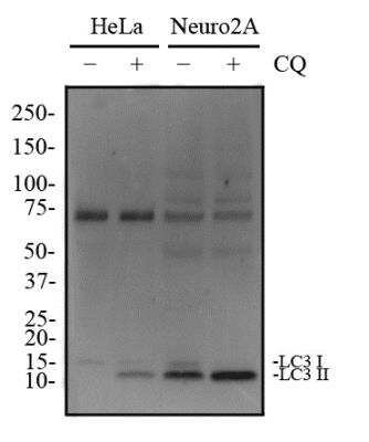 Western Blot: LC3A Antibody [NBP1-19167]