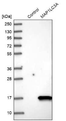 Western Blot: LC3A Antibody [NBP2-48512]