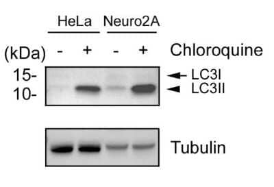 Detection of LC3B in Treated and Untreated HeLa and Nero2a Cells in Western Blot