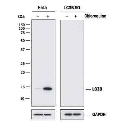 Knockout Validated: LC3B Antibody (1251A) - Azide and BSA Free [NBP2-80829]