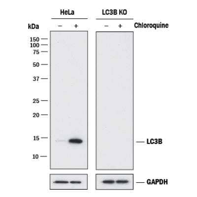 Knockout Validated: LC3B Antibody (1251A) - BSA Free [NBP2-46892]