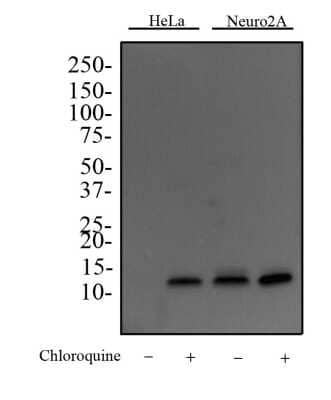 Western Blot: LC3B Antibody (1251A)BSA Free [NBP2-46892]
