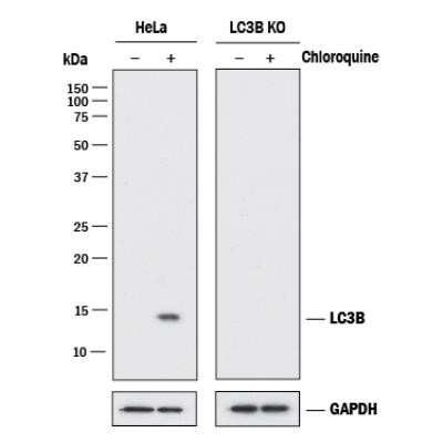Knockout Validated: LC3B Antibody (1251B) - Azide and BSA Free [NBP2-80831]