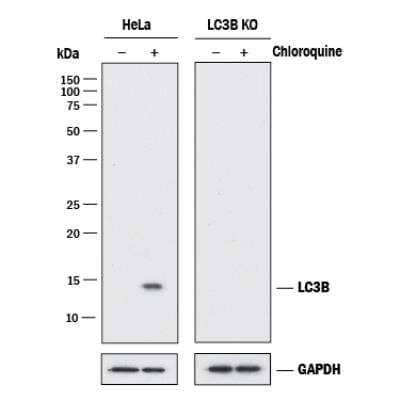 Knockout Validated: LC3B Antibody (1251B) - BSA Free [NBP2-60735]