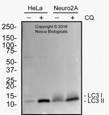 Western Blot: LC3B Antibody (1251B)BSA Free [NBP2-60735]