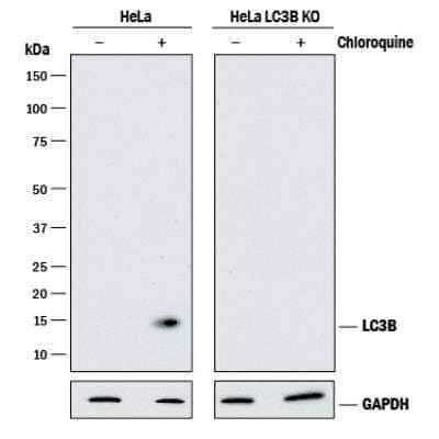 Knockout Validated: LC3B Antibody (1251D) - BSA Free [NBP2-59800]