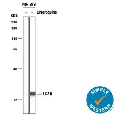 Simple Western: LC3B Antibody (1251D)BSA Free [NBP2-59800]