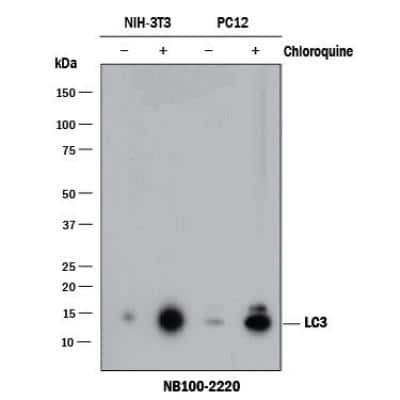 Western Blot Detection of LC3 in Mouse and Rat Cell Lysates