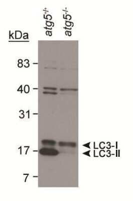 Western Blotting of LC3B in Mouse ES Cell Lysates