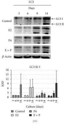 Detection of LC3 in BME-UV1 Cells in Western Blot