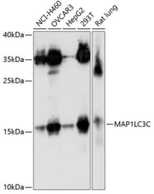 Western Blot: LC3C AntibodyAzide and BSA Free [NBP3-03280]