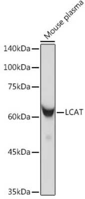 Western Blot: LCAT Antibody (9C2U3) [NBP3-15692]